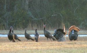 10 Places for Local Rhode Island Turkeys