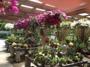 Nursery in Rhode Island