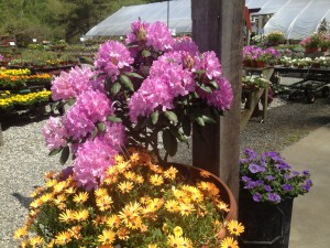 Nursery in Rhode Island