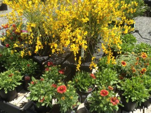 Nursery in Rhode Island