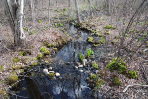 Nature Hikes in Rhode Island