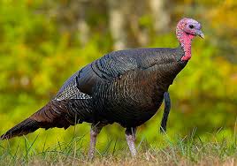 Where to get Organic Thanksgiving Turkeys in Rhode Island