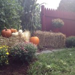 Where to get organic Thanksgiving turkeys in Rhode Island