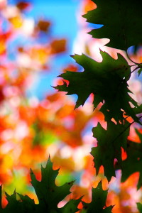 Fall Foliage in Rhode Island