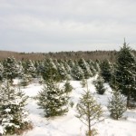 Where to get a Christmas Tree in Rhode Island
