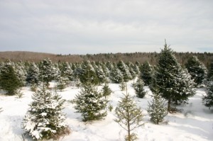 Where to get a Christmas Tree in Rhode Island