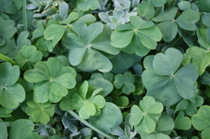 St. Patrick's Day Parade in Newport, RI