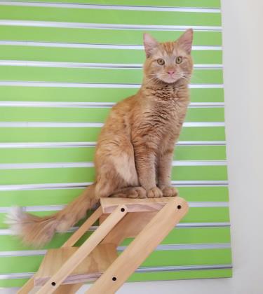Sir Pounce