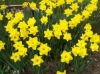  2nd Annual Daffy Bouquet Bar 