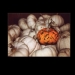 10th Annual  North Smithfield  Great Pumpkin Festival 
