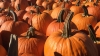 Carpenter's Farm Fall Fest! 