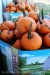 Pumpkin Festival 