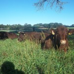skfm grass fed 3