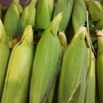 skfm sosonowski corn